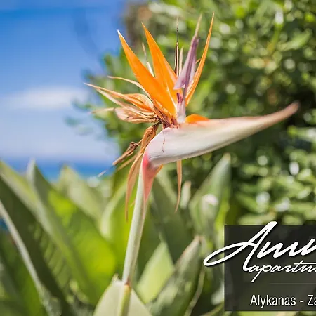 Ammos Lejlighed Alykanas (Zakynthos)