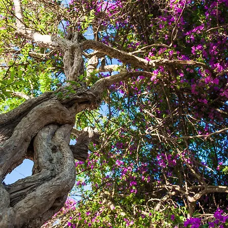 Lejlighed Ammos Alykanas (Zakynthos)